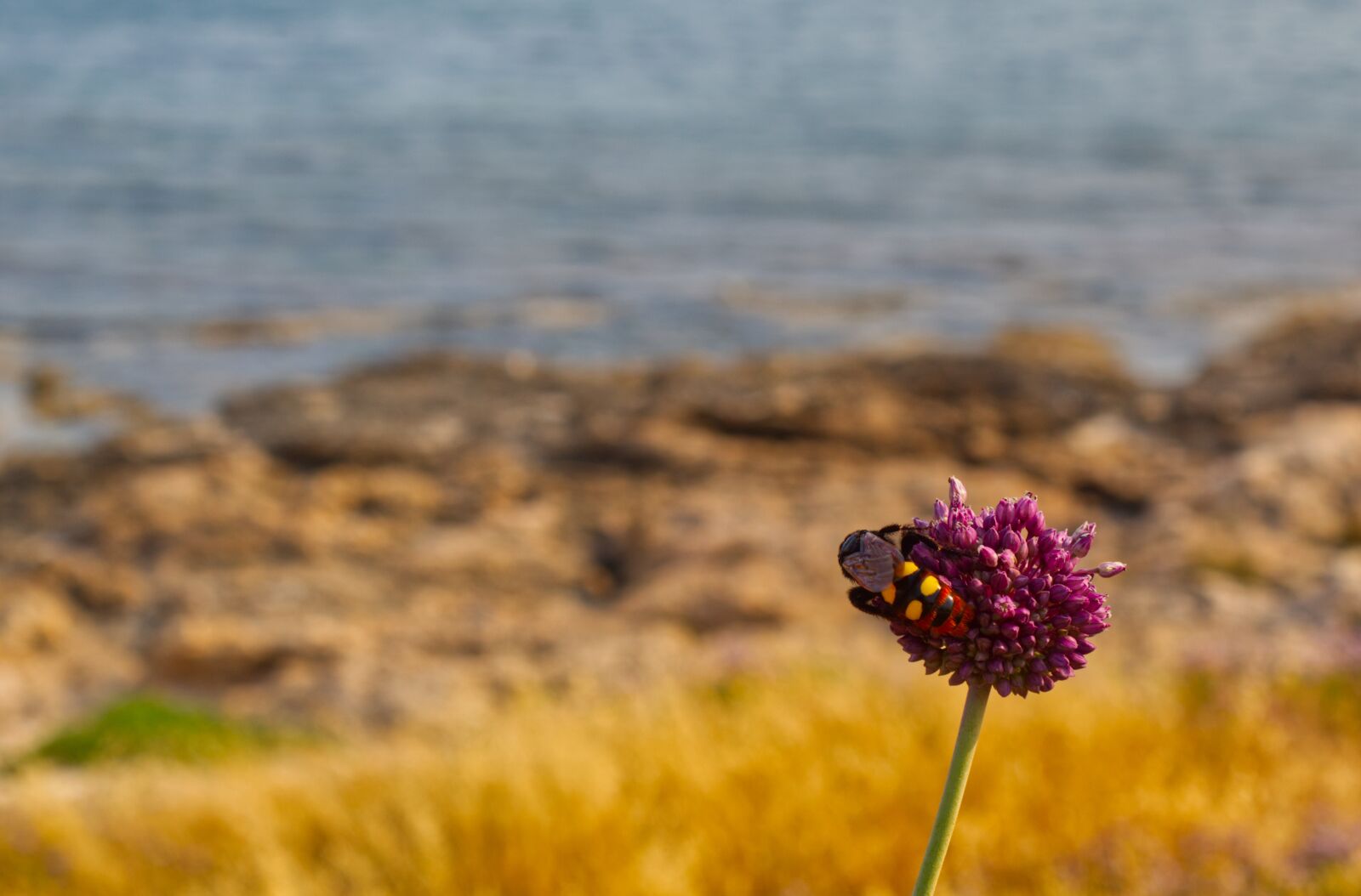 Canon EOS 1300D (EOS Rebel T6 / EOS Kiss X80) sample photo. Wasp, flower, mediterranean photography
