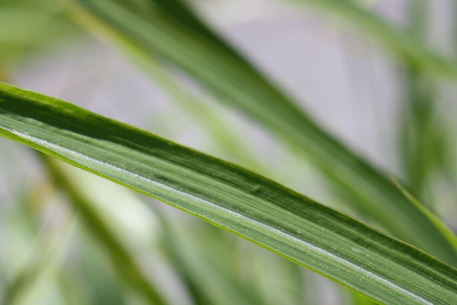Canon EOS 1000D (EOS Digital Rebel XS / EOS Kiss F) sample photo. Grass, green, nature photography