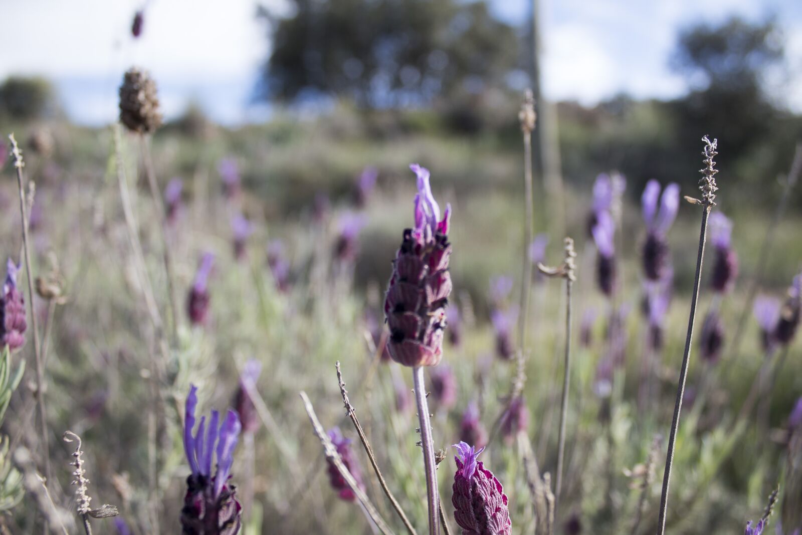 Canon EOS 1300D (EOS Rebel T6 / EOS Kiss X80) sample photo. Field, flowers, lavender photography
