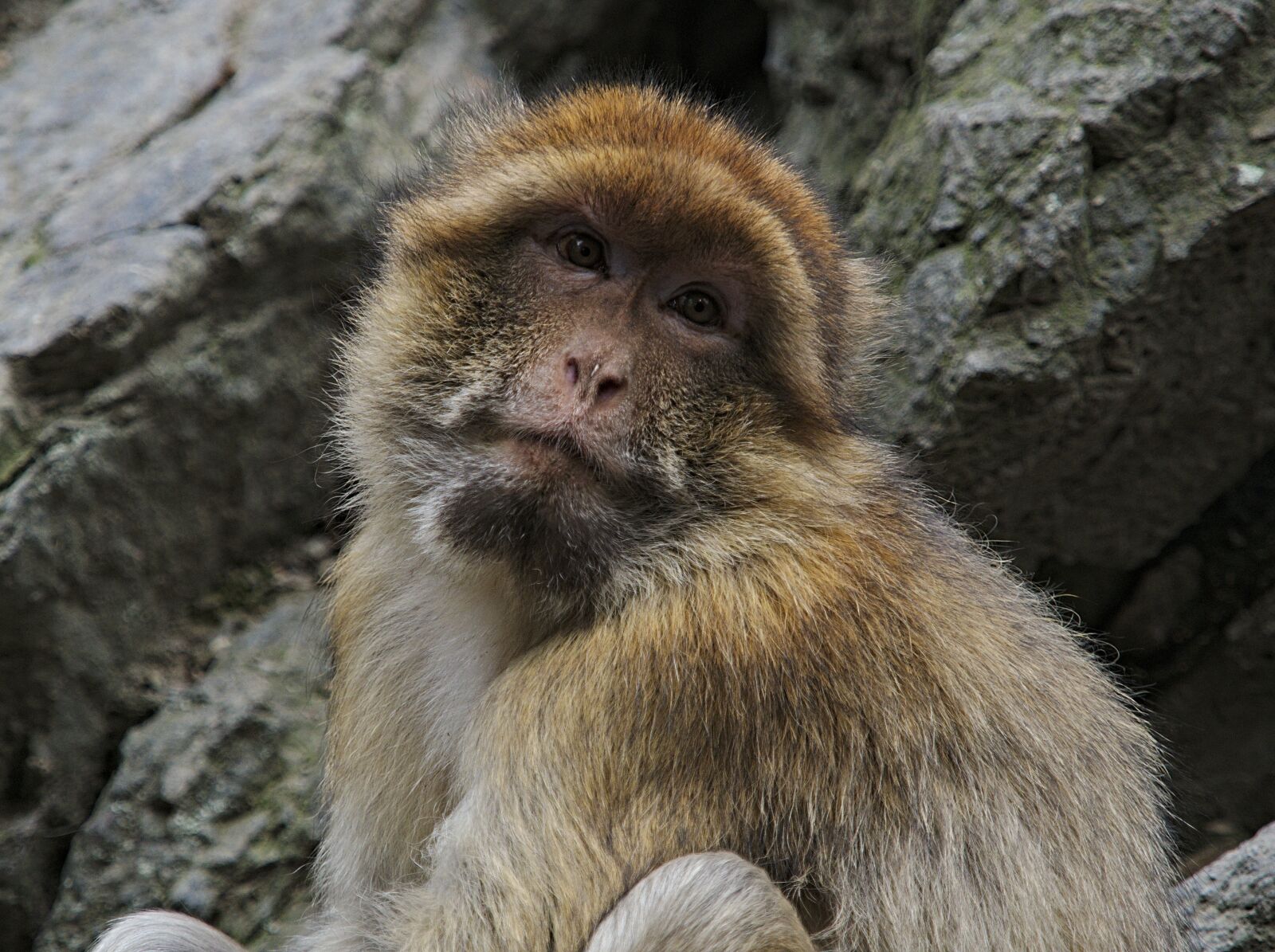 Olympus OM-D E-M1 Mark II sample photo. Macaque, monkey, animal photography