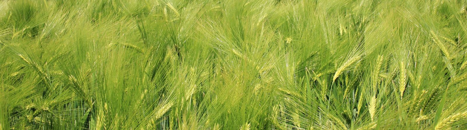 Canon EOS 550D (EOS Rebel T2i / EOS Kiss X4) sample photo. Barley field, barley, cereals photography