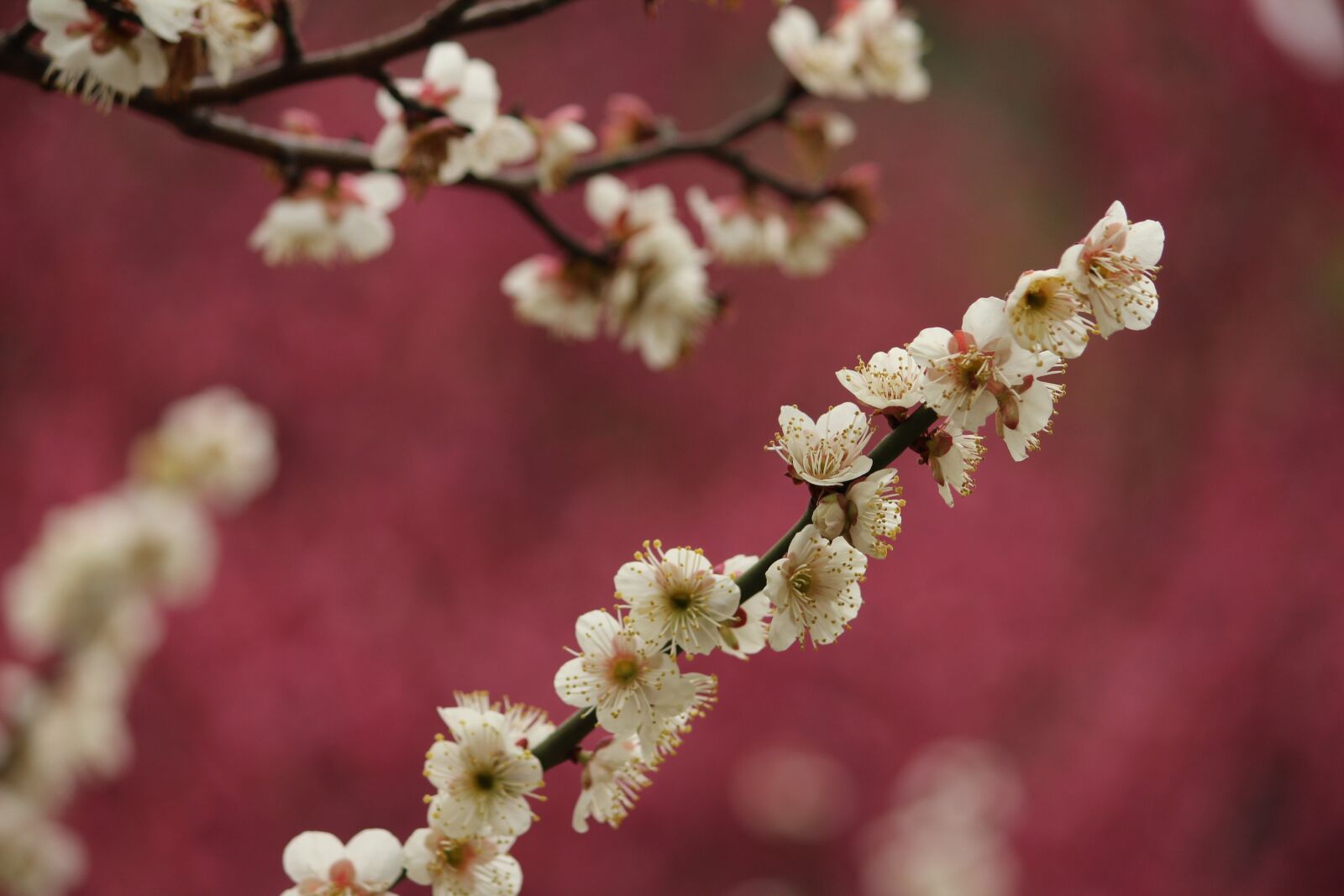 Canon EOS 1200D (EOS Rebel T5 / EOS Kiss X70 / EOS Hi) sample photo. Spring, plum blossom, jiang photography
