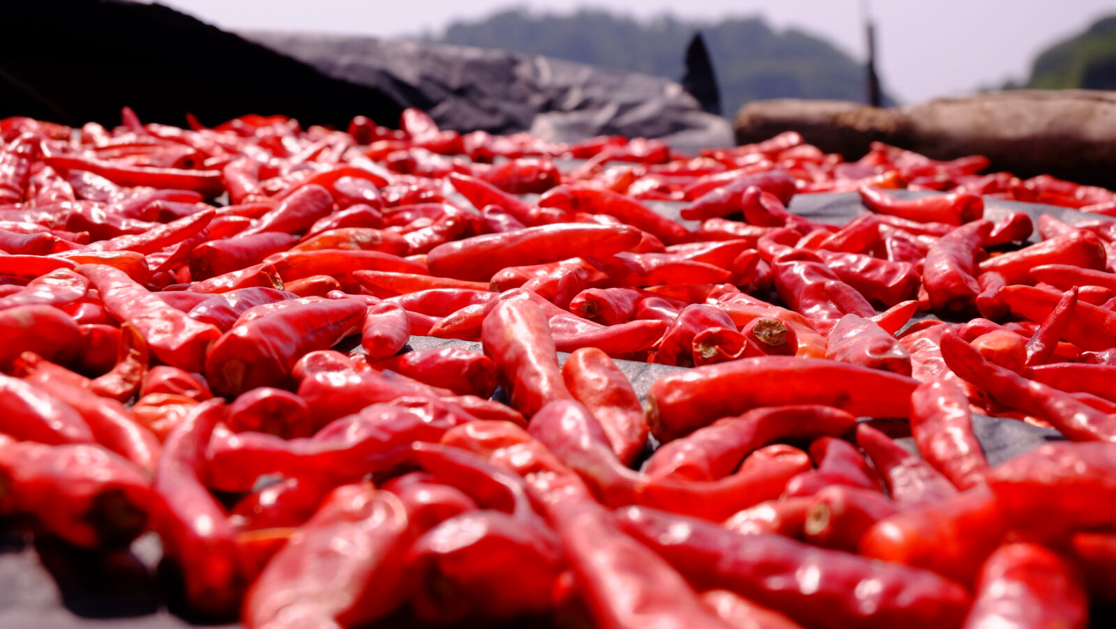 Fujifilm X-M1 sample photo. Pile, of, red, chilli photography