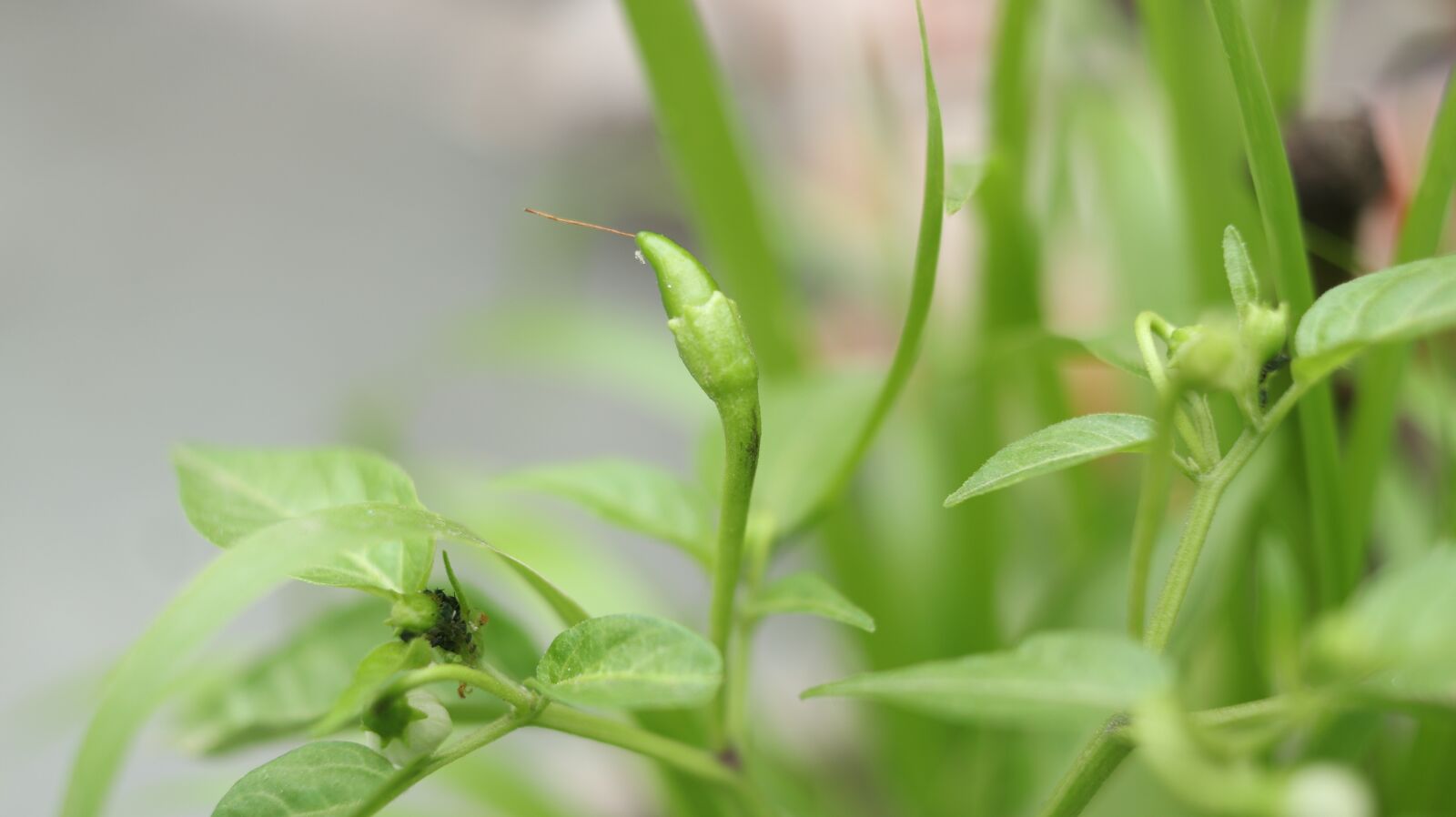 Canon EF-S 24mm F2.8 STM sample photo. Green, chilli, vegetables photography