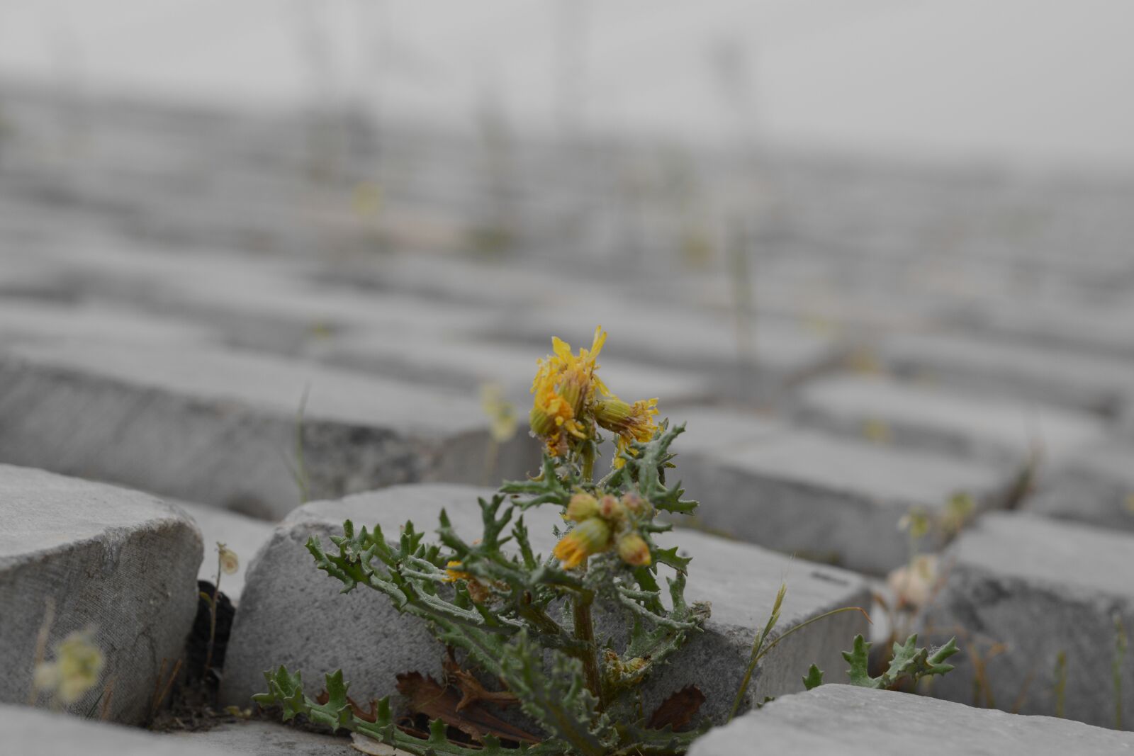 Nikon D5200 sample photo. Nature, flower, flora photography