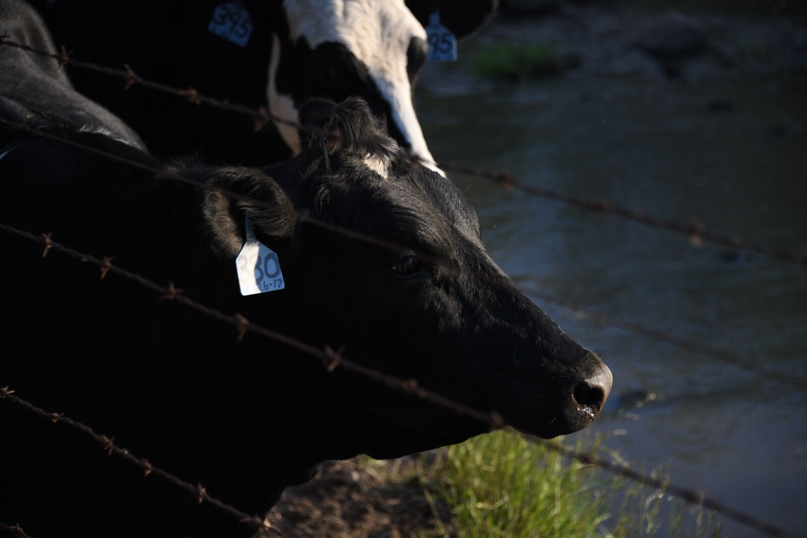 Nikon D850 sample photo. Cow, cattle, farm photography