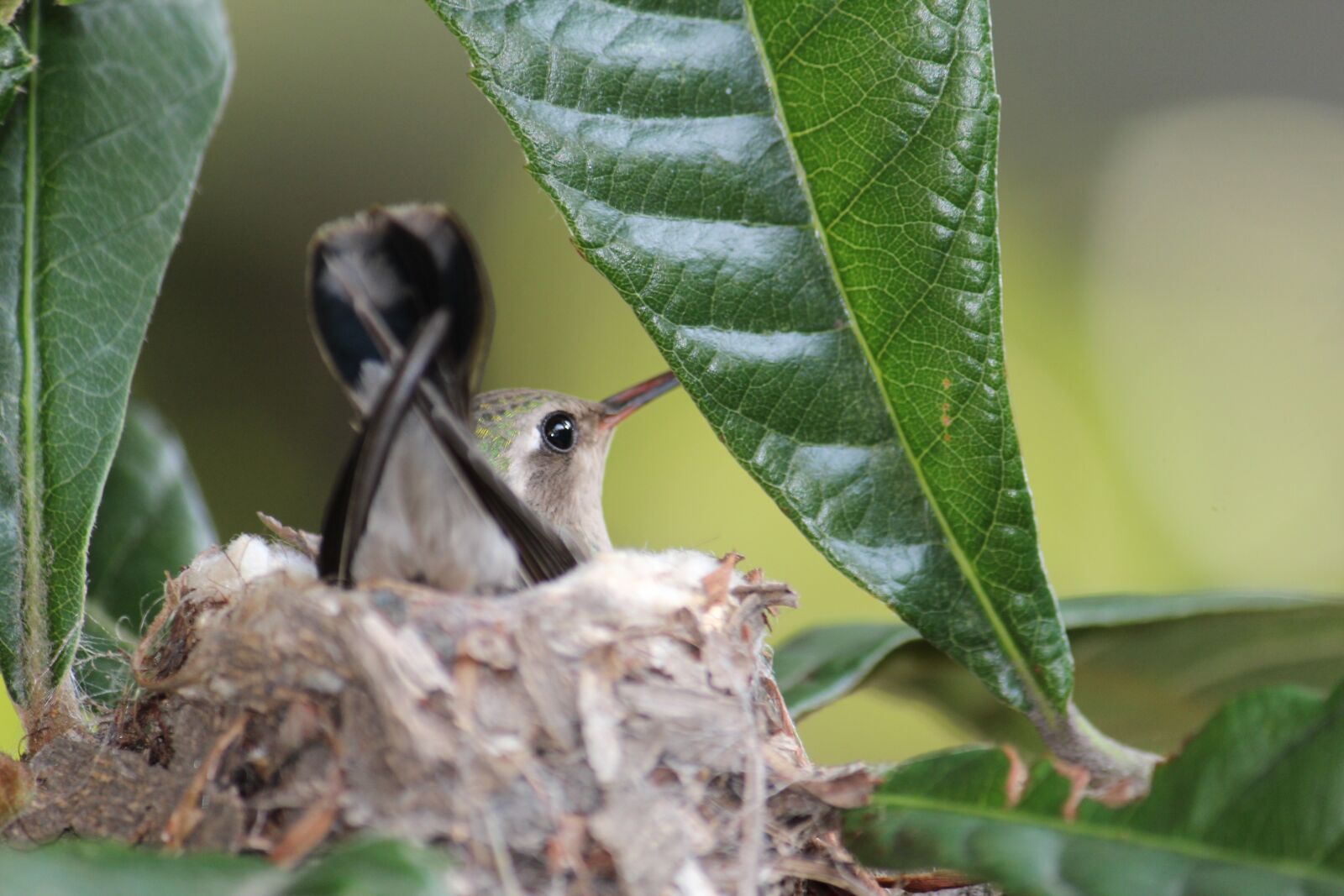 Canon EOS 600D (Rebel EOS T3i / EOS Kiss X5) + Canon EF-S 55-250mm F4-5.6 IS sample photo. Small hummingbird, nature, nest photography