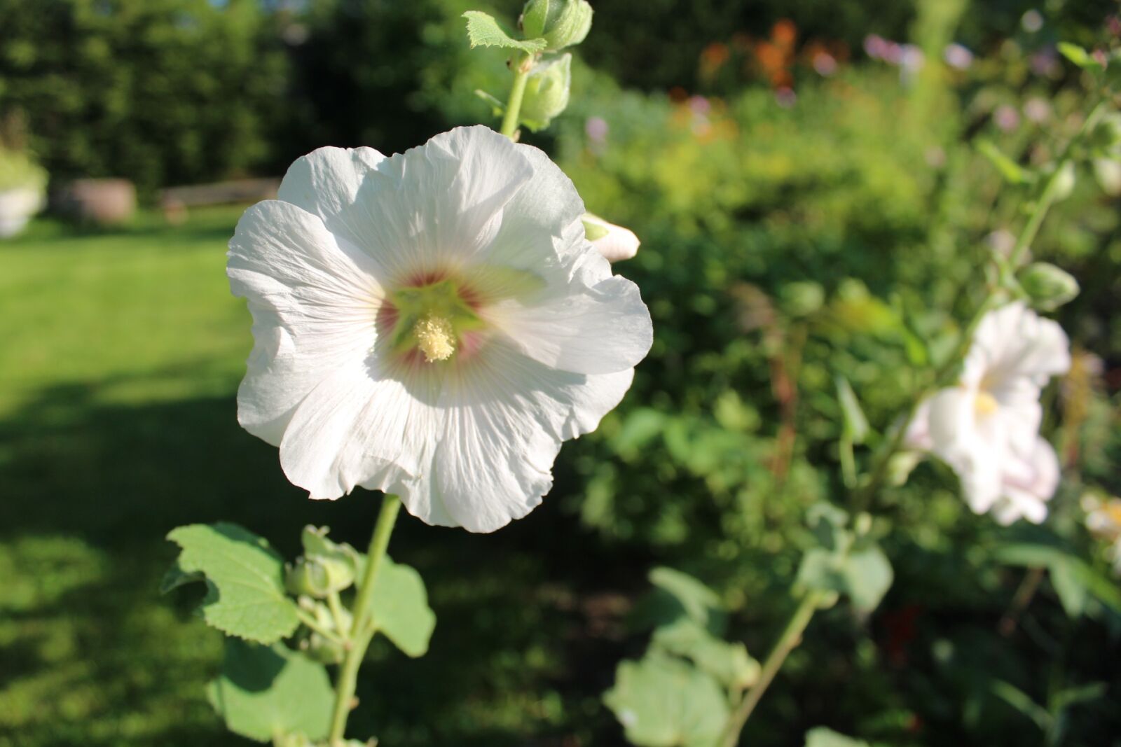 Canon EOS 1200D (EOS Rebel T5 / EOS Kiss X70 / EOS Hi) sample photo. Mallow, white flower, garden photography