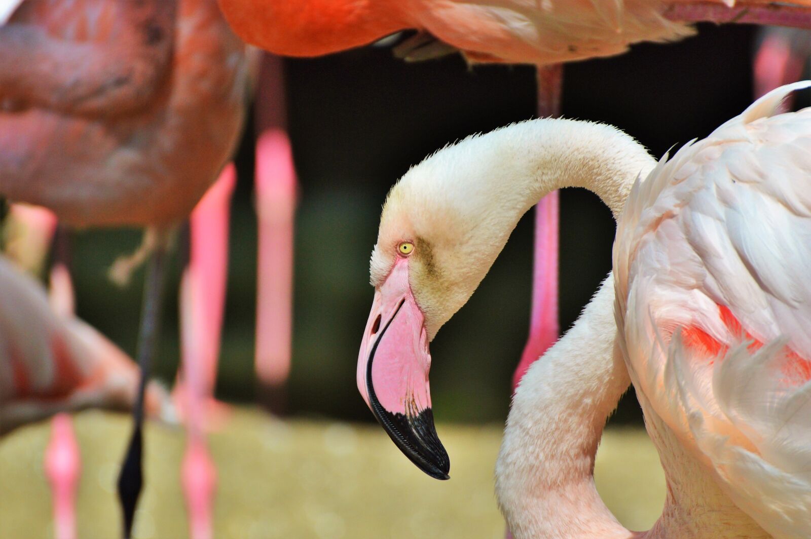 Nikon D3200 sample photo. Flamingo, bird, pink photography