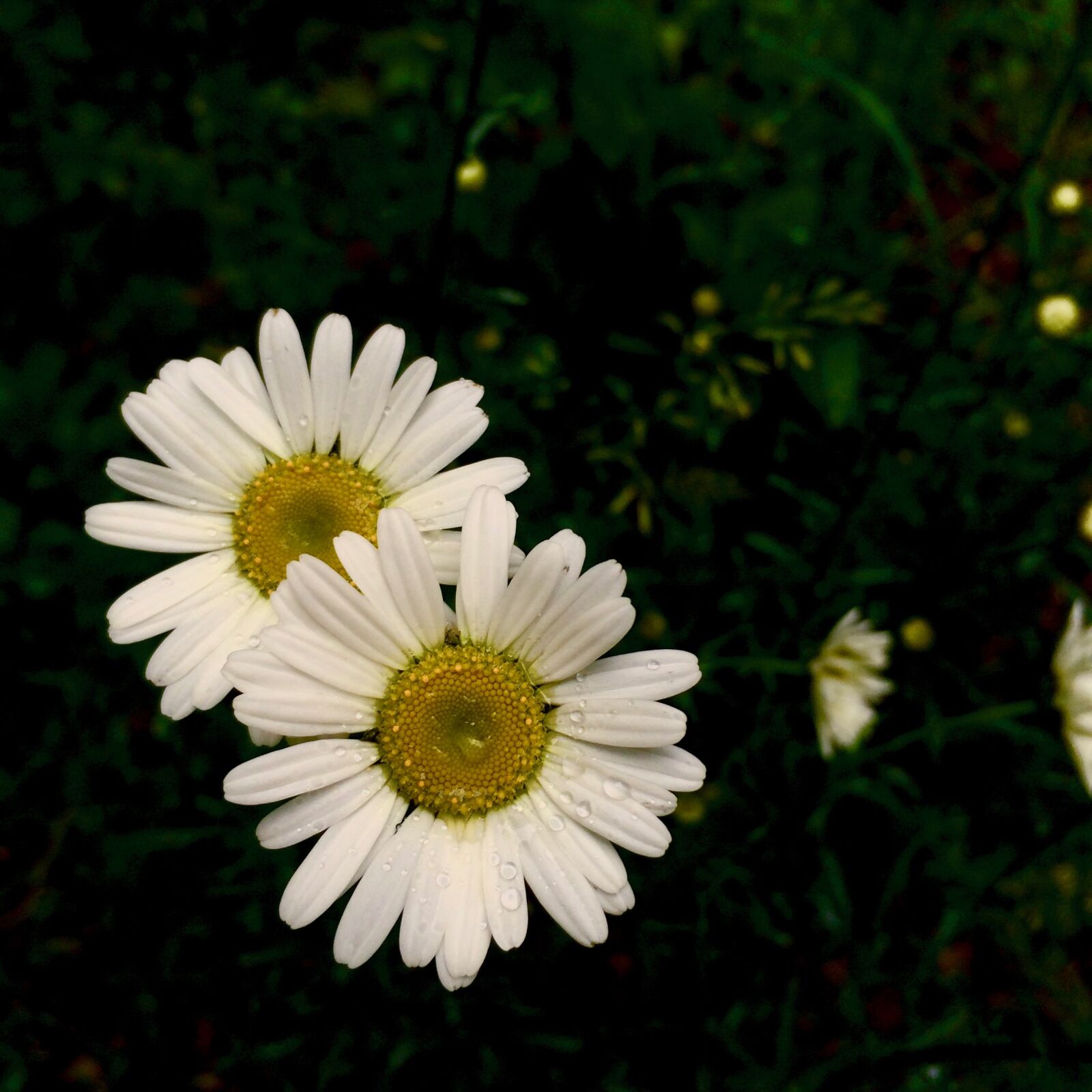 iPhone 5s back camera 4.15mm f/2.2 sample photo. Flowers, north, carolina photography