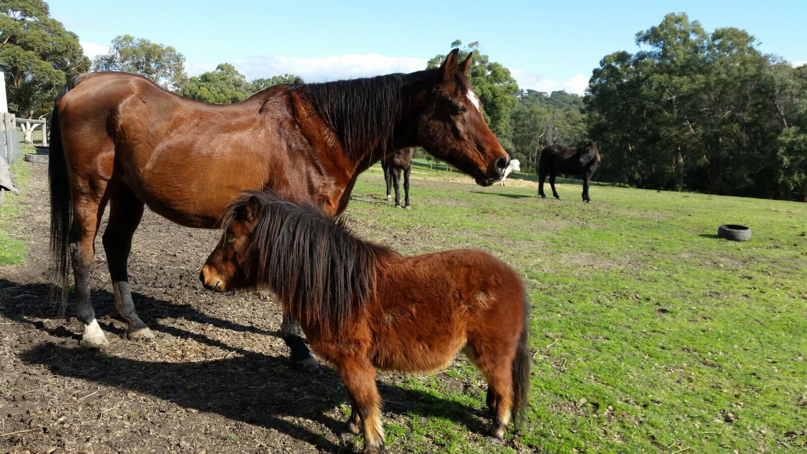 Samsung Galaxy S5 sample photo. Horse, equine, animal photography