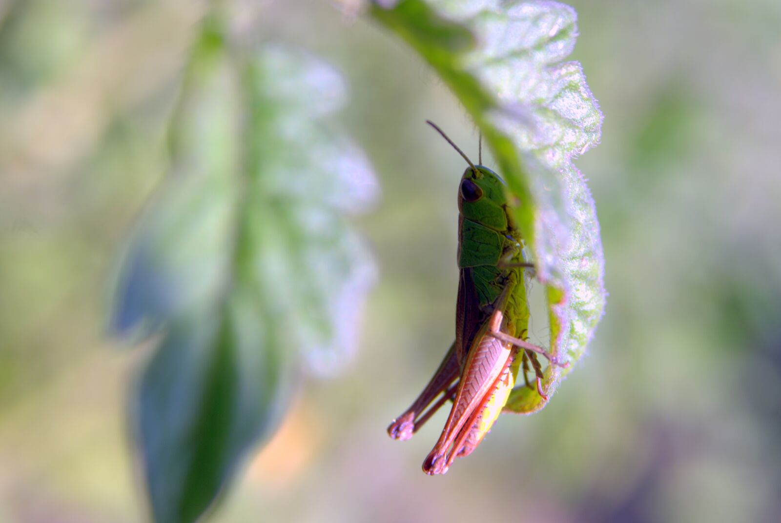 Pentax K-S2 sample photo. Tettigonia viridissima, grasshopper, green photography