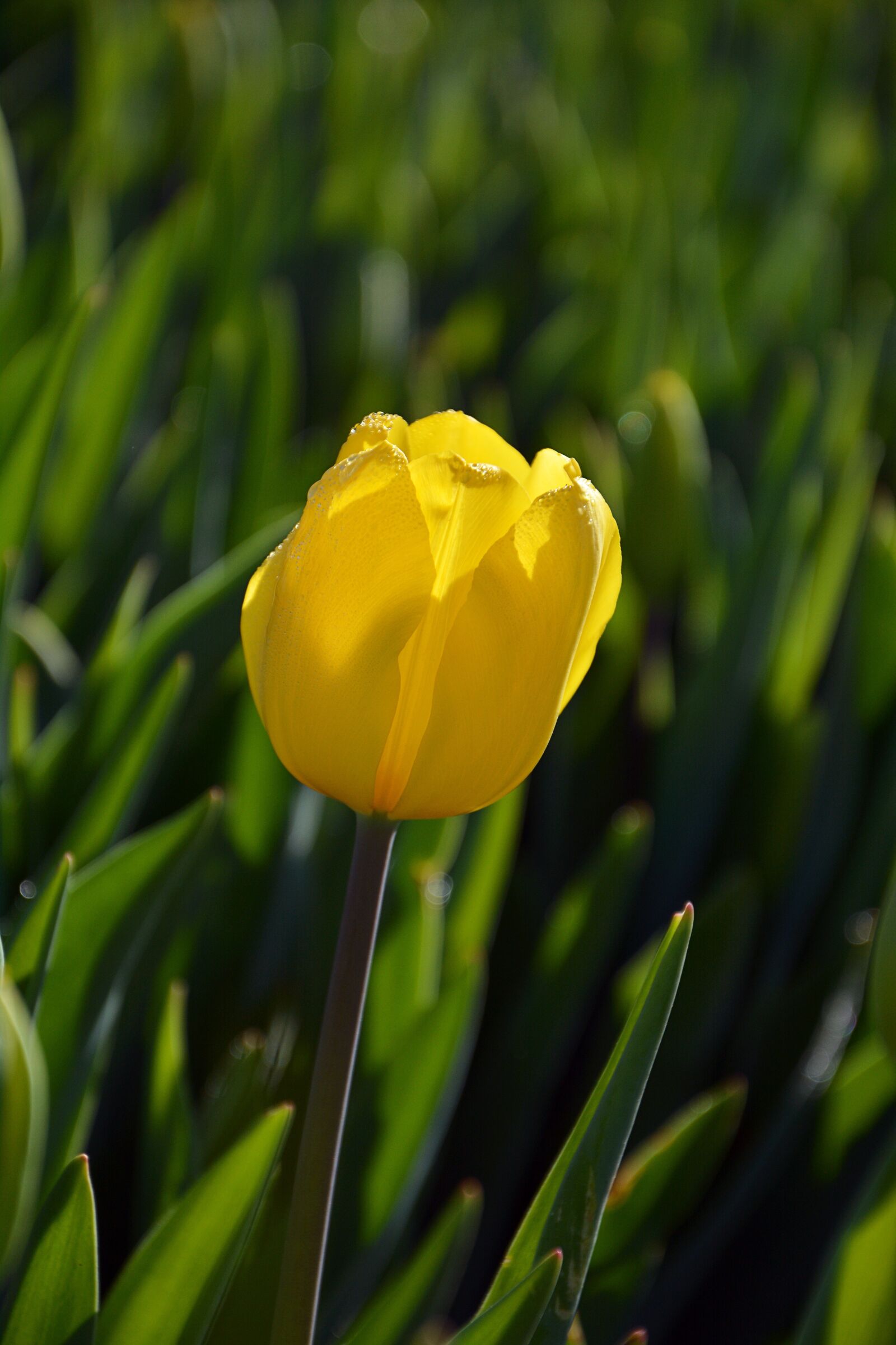 Nikon D7100 sample photo. Tulips, red, macro photography