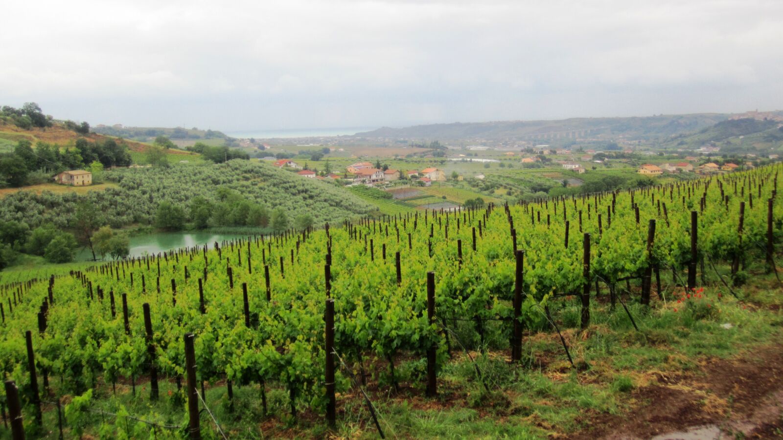 Canon PowerShot SD1400 IS (IXUS 130 / IXY 400F) sample photo. Lake, vineyards, vineyard photography