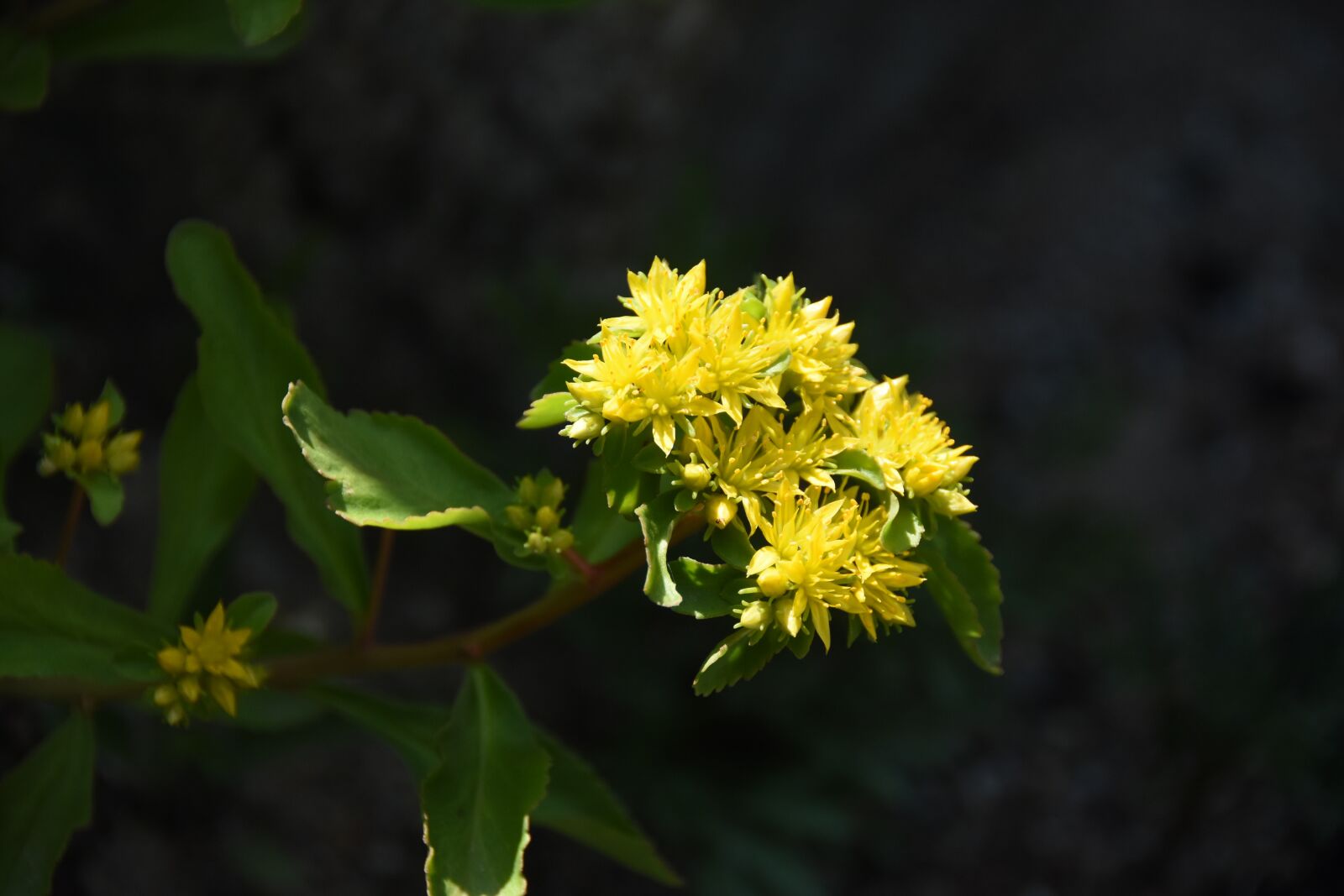 Nikon D7200 sample photo. Wildflower, giraffe first, yellow photography