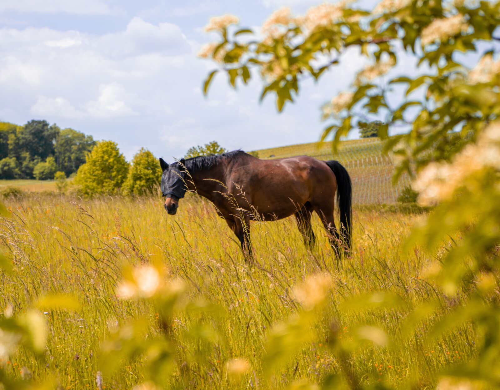 Sony a7 II + Sony FE 28-70mm F3.5-5.6 OSS sample photo. Horse, horses, nature photography