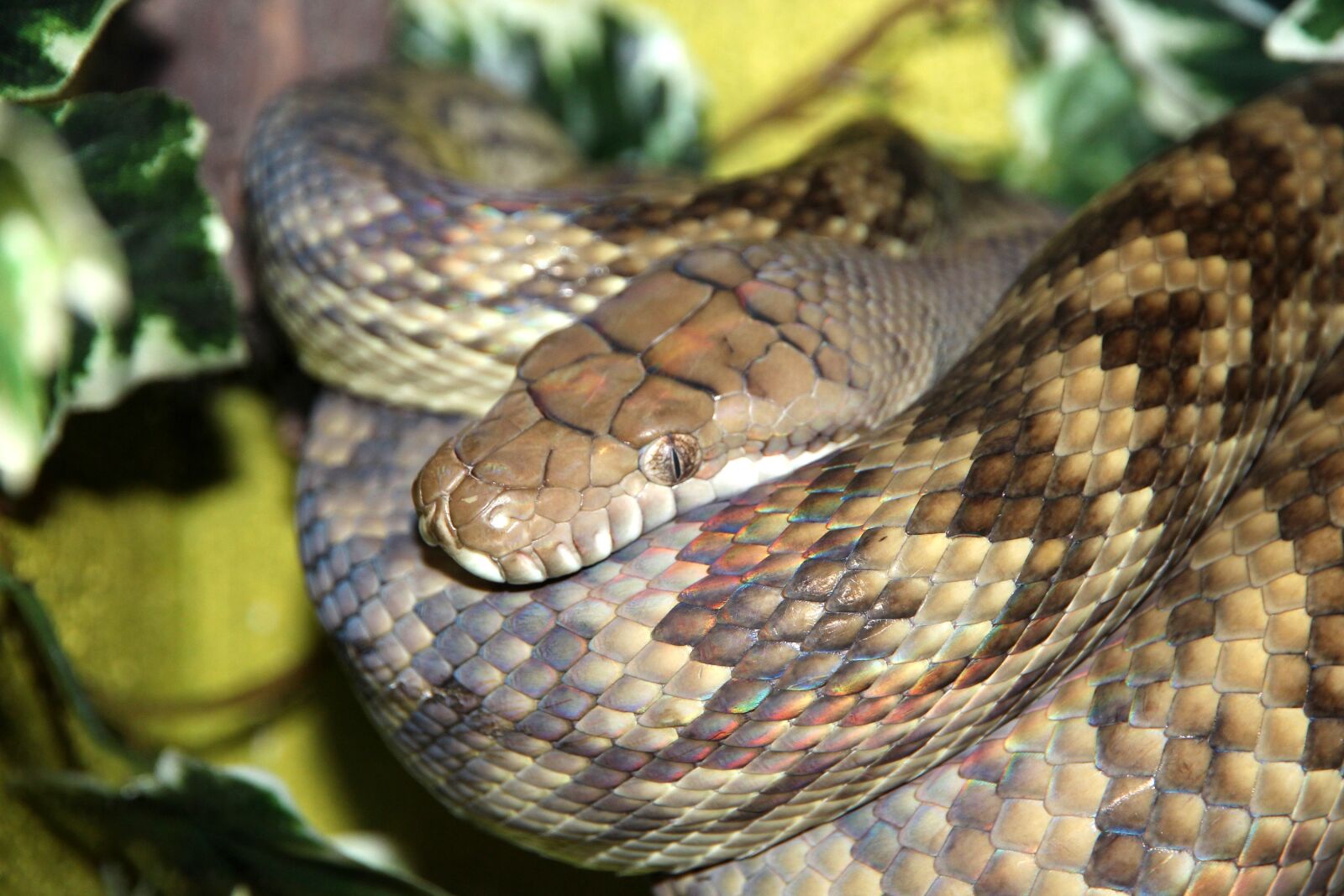 Canon EOS 650D (EOS Rebel T4i / EOS Kiss X6i) sample photo. Amethyst python, snake, python photography