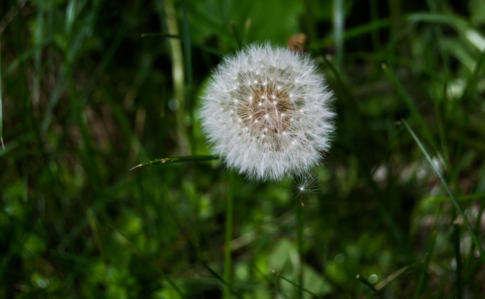 Nikon D3100 sample photo. Dandelion, nature, flower photography