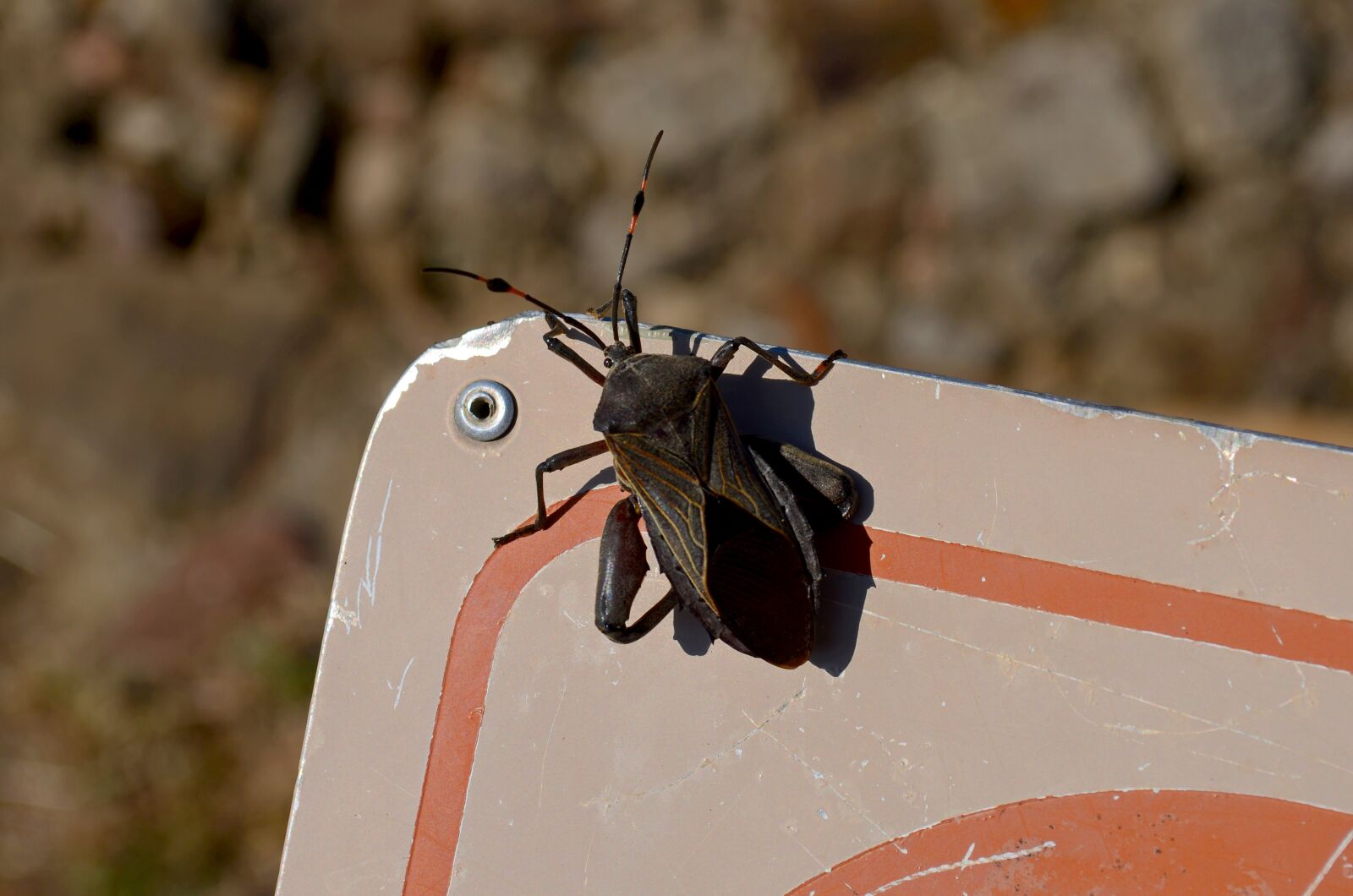Nikon D5100 sample photo. Insect, animal, nature photography