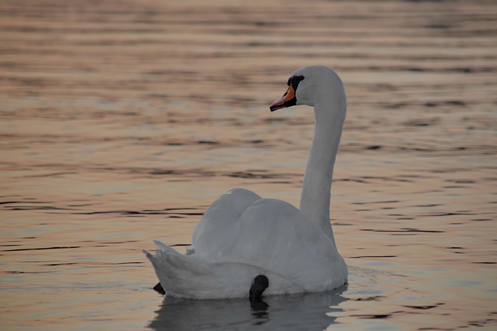 Nikon D5500 sample photo. Beautiful photo, dusk, grace photography
