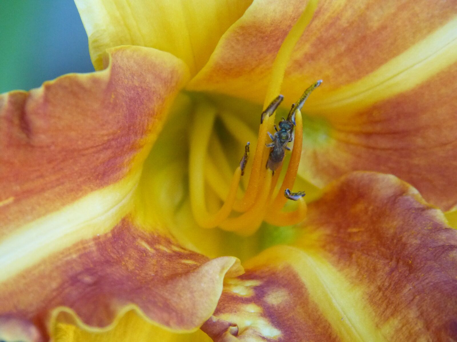 Panasonic Lumix DMC-FZ150 sample photo. Flower, yellow, yellow flower photography