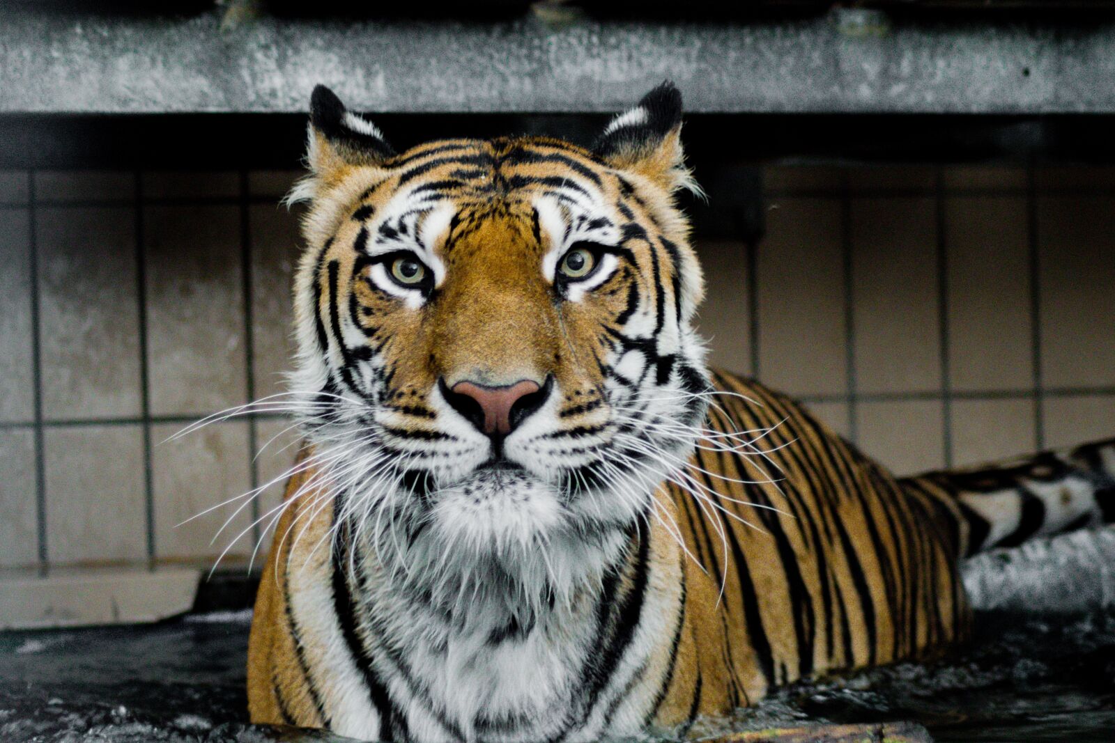Nikon D5300 sample photo. Tiger, predator, wildcat photography