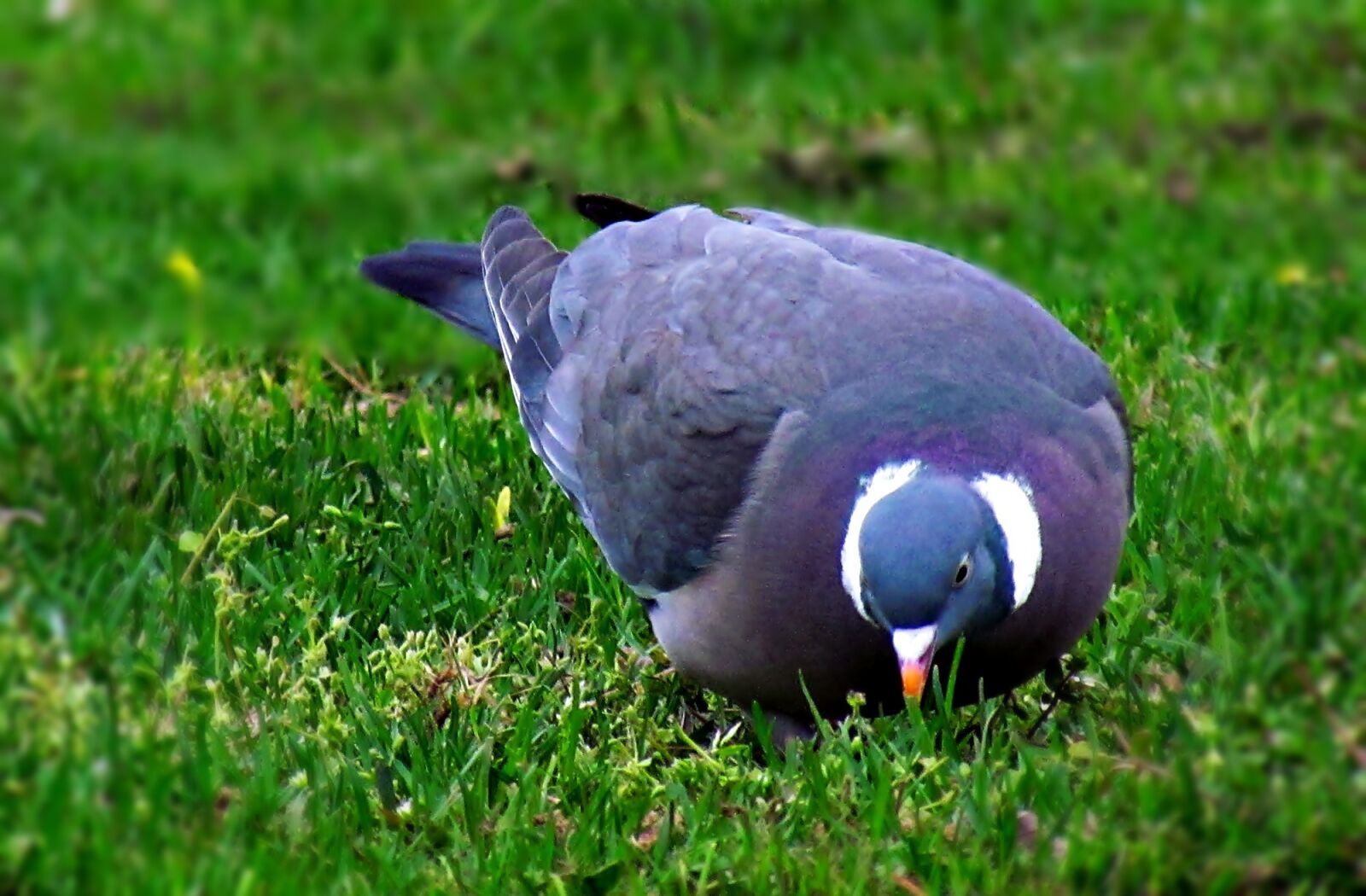 Canon PowerShot SX30 IS sample photo. Dove, bird, nature photography
