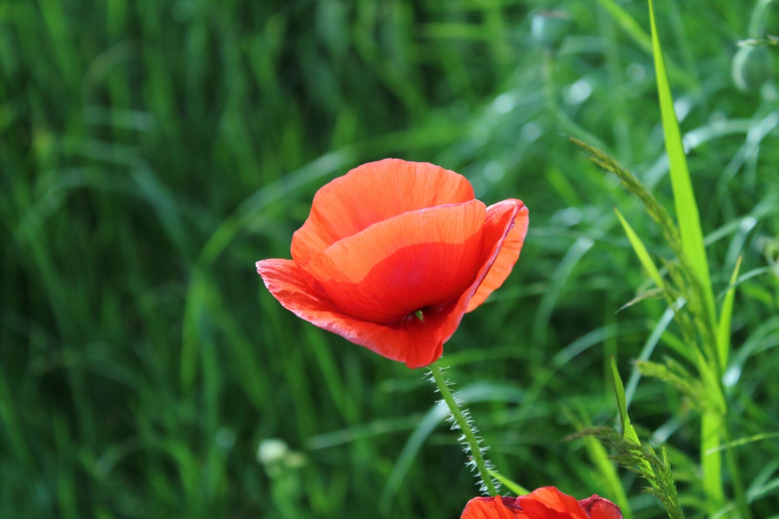 Canon EOS 1300D (EOS Rebel T6 / EOS Kiss X80) sample photo. Poppy, flower, plant photography