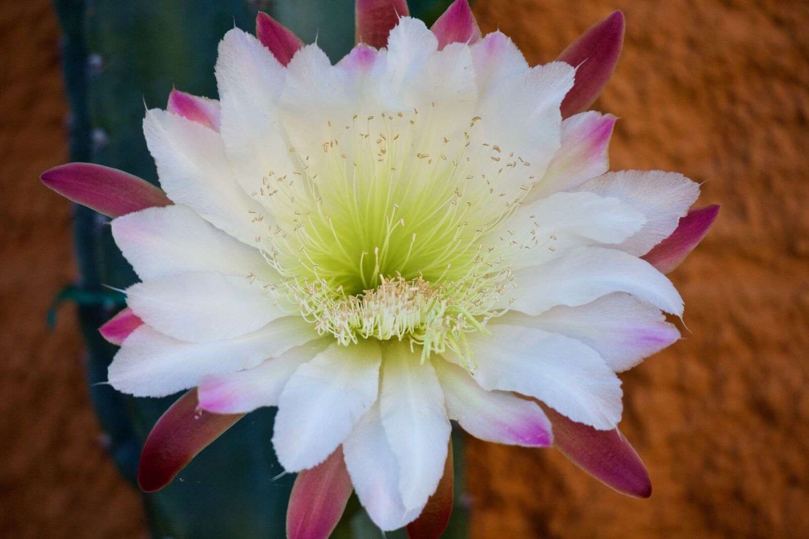 Canon EOS M sample photo. Cactus, cactus flower, fat photography