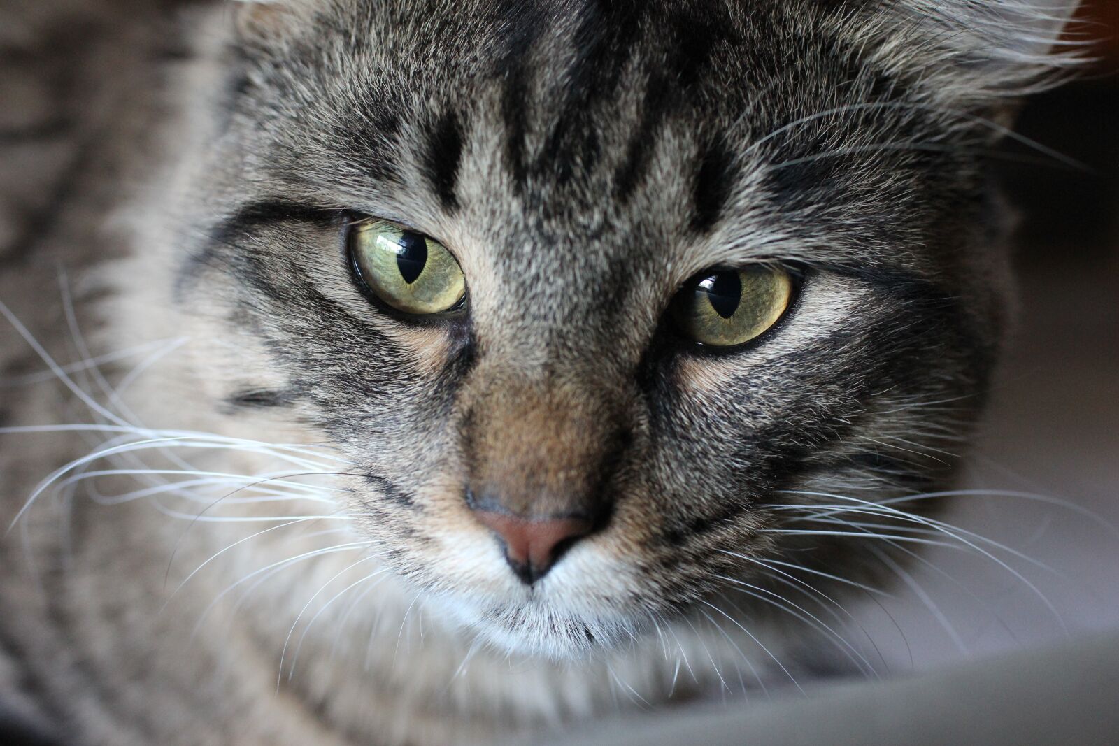 Canon EOS 600D (Rebel EOS T3i / EOS Kiss X5) + Canon EF 35mm F1.4L USM sample photo. Maine coon, cat, tabby photography