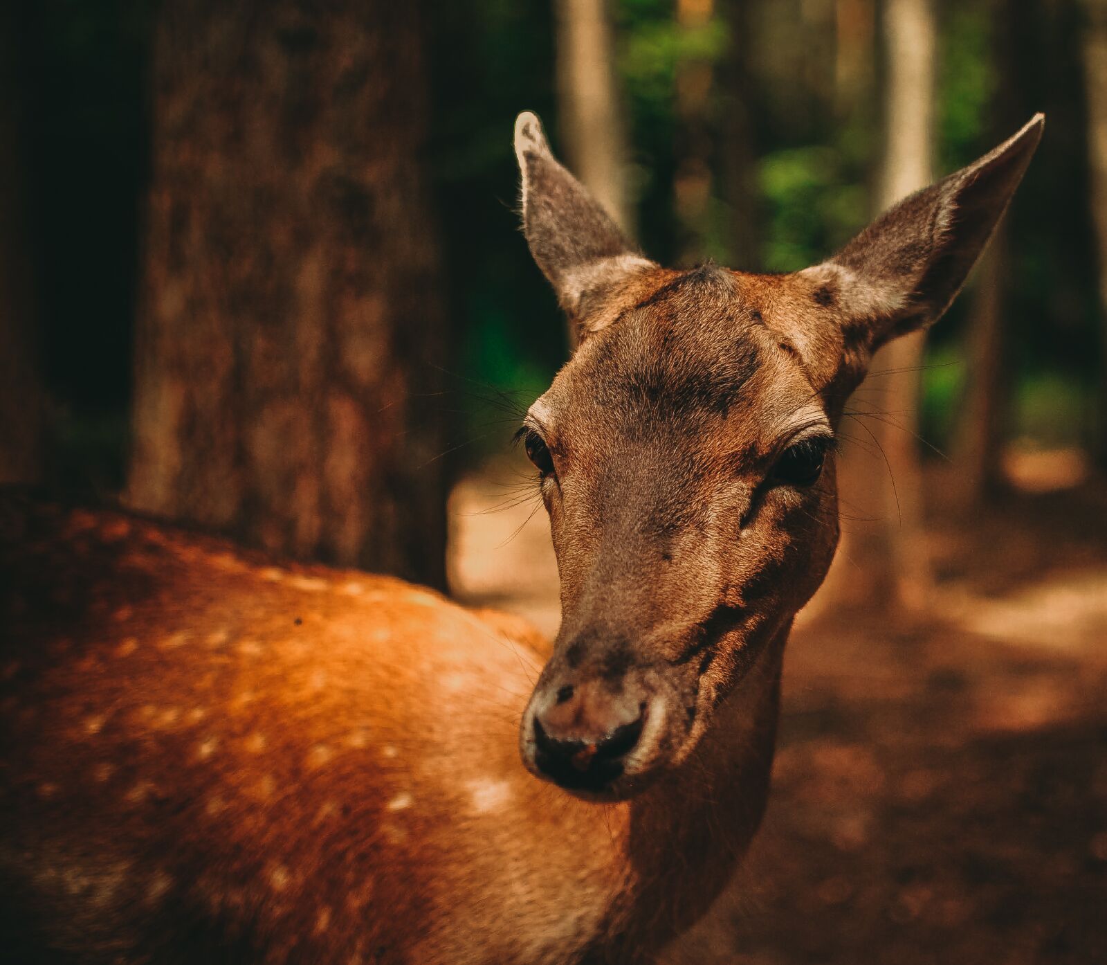 Nikon D90 sample photo. Roe deer, fawn, fallow photography