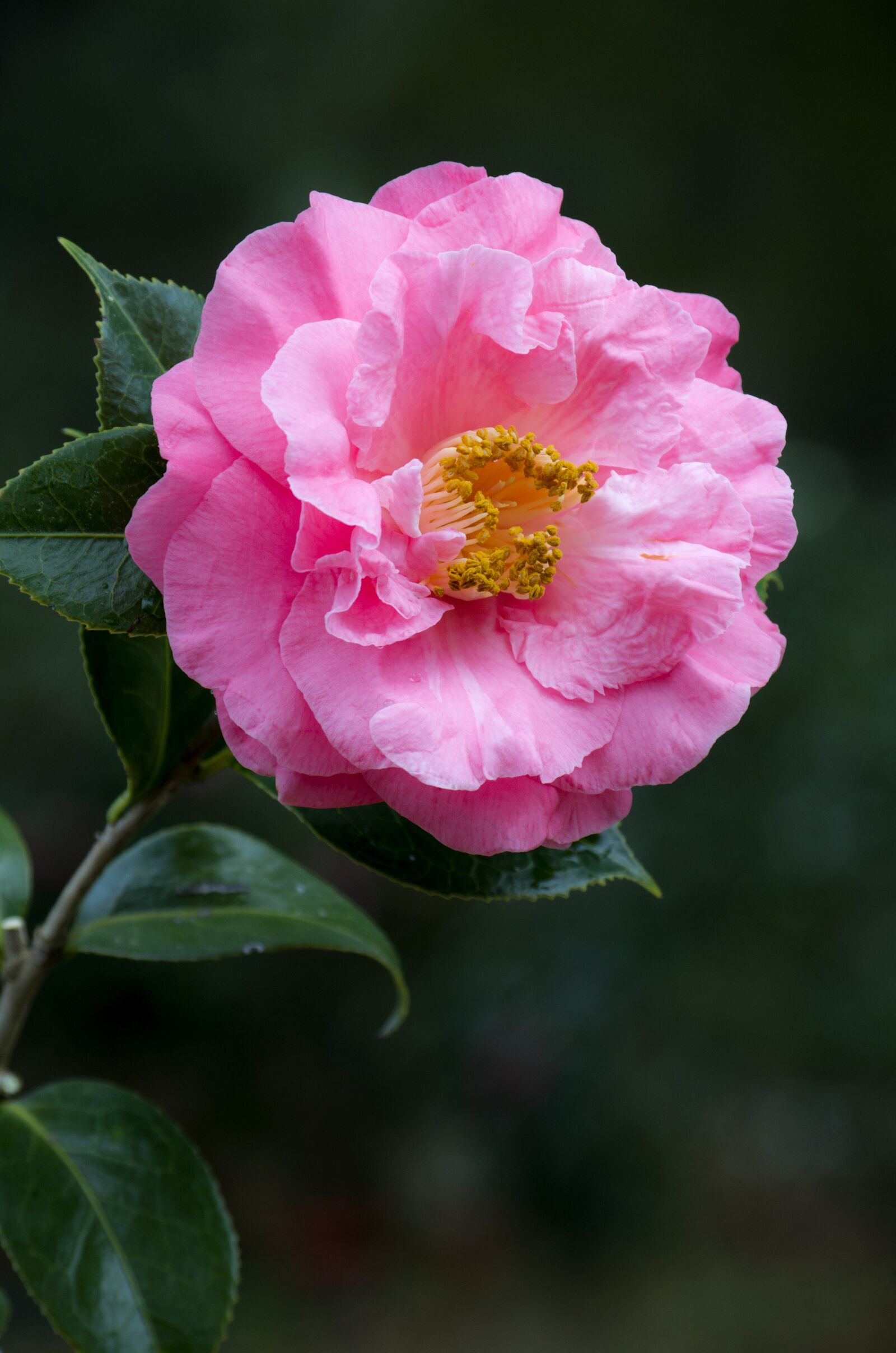 Pentax K-50 + smc PENTAX-DA L 50-200mm F4-5.6 ED sample photo. Camellia, pink flower, flower photography