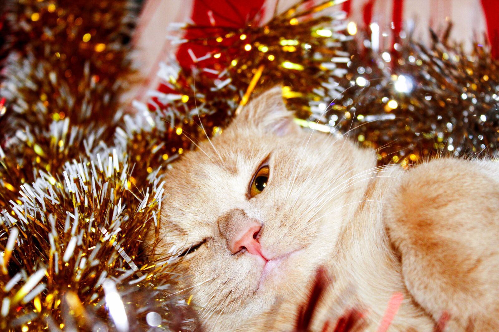 Canon EOS 4000D (EOS Rebel T100 / EOS 3000D) sample photo. Cat, young, red photography