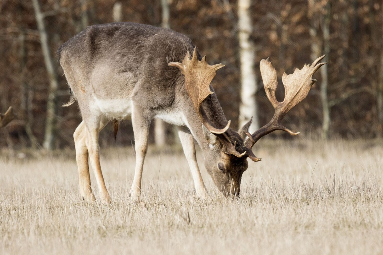 Canon EOS 7D Mark II + Tamron SP 150-600mm F5-6.3 Di VC USD sample photo. Deer, fallow deer, antlers photography