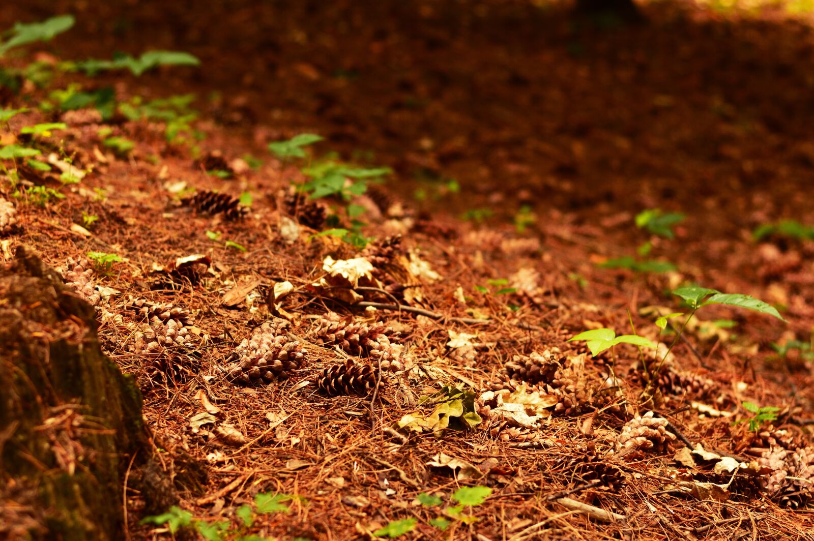Nikon D3200 sample photo. Forest, cone, autumn photography