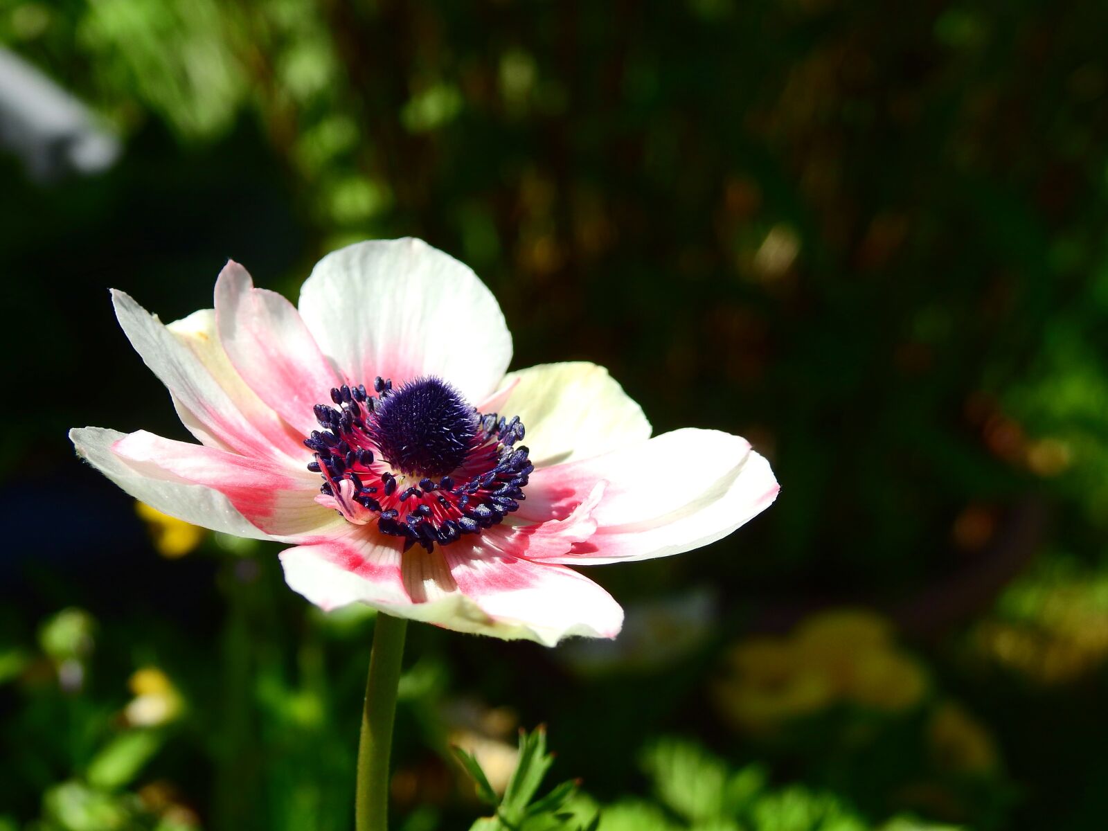 Nikon Coolpix P900 sample photo. Flower, blossom, bloom photography