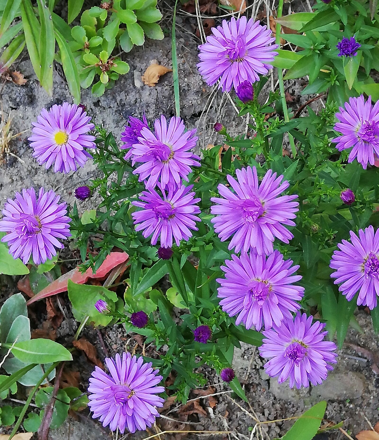 HUAWEI RNE-L21 sample photo. Aster, autumn, garden photography