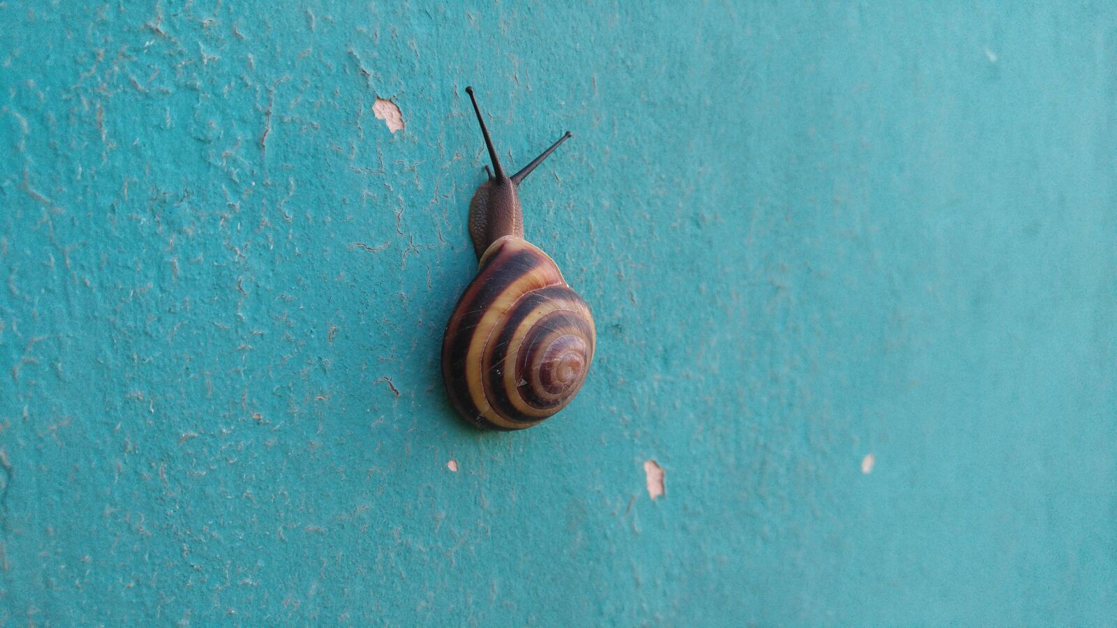 LG V10 sample photo. Snail, nature, sea shells photography