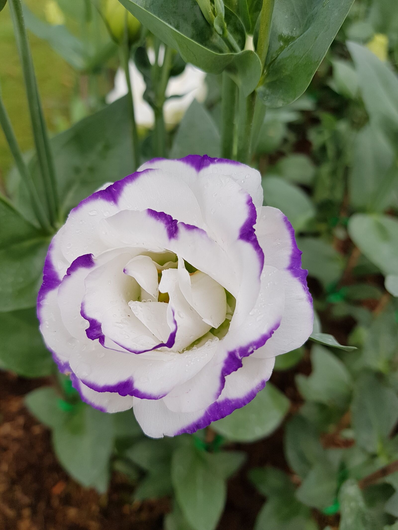 Samsung Galaxy Note Fan Edition sample photo. Flowers, flower, a rose photography