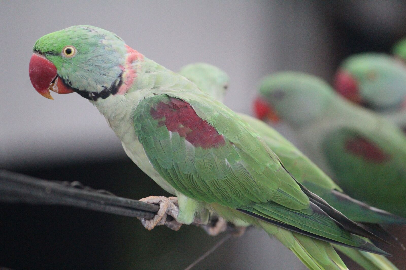 Canon EOS 1200D (EOS Rebel T5 / EOS Kiss X70 / EOS Hi) sample photo. Parrot love, parrots, squawk photography