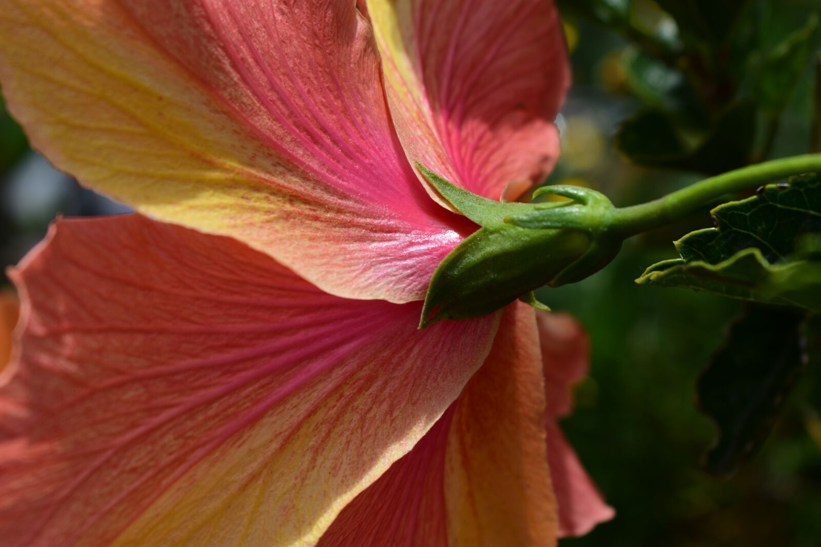 Nikon D3400 sample photo. Nature, plant, leaf photography