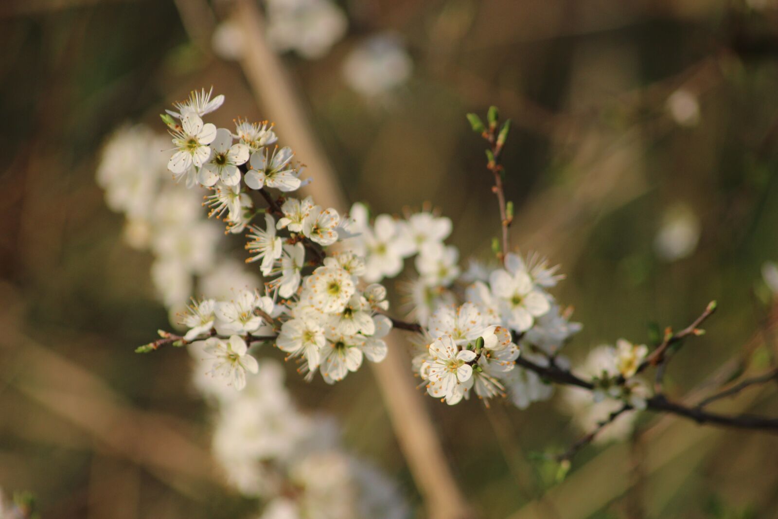 Canon EOS 600D (Rebel EOS T3i / EOS Kiss X5) sample photo. Ride, spring, nature photography