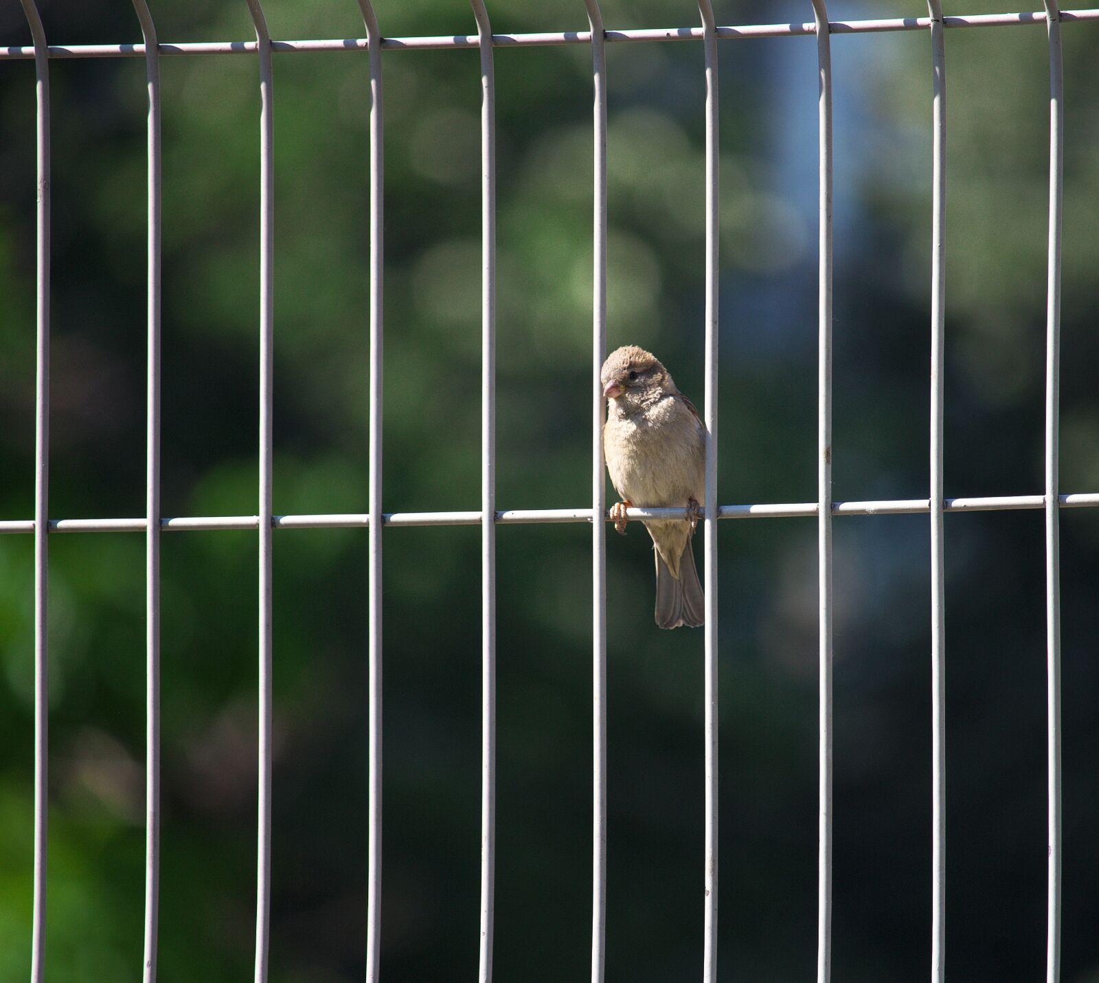 Canon EOS 100D (EOS Rebel SL1 / EOS Kiss X7) + Canon EF-S 55-250mm F4-5.6 IS STM sample photo. Bird, fence, barrier photography