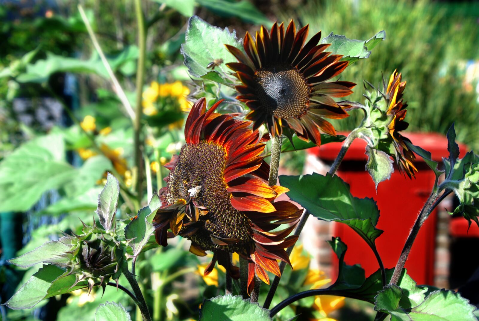 Nikon D80 sample photo. Sunflower, flower, nature photography