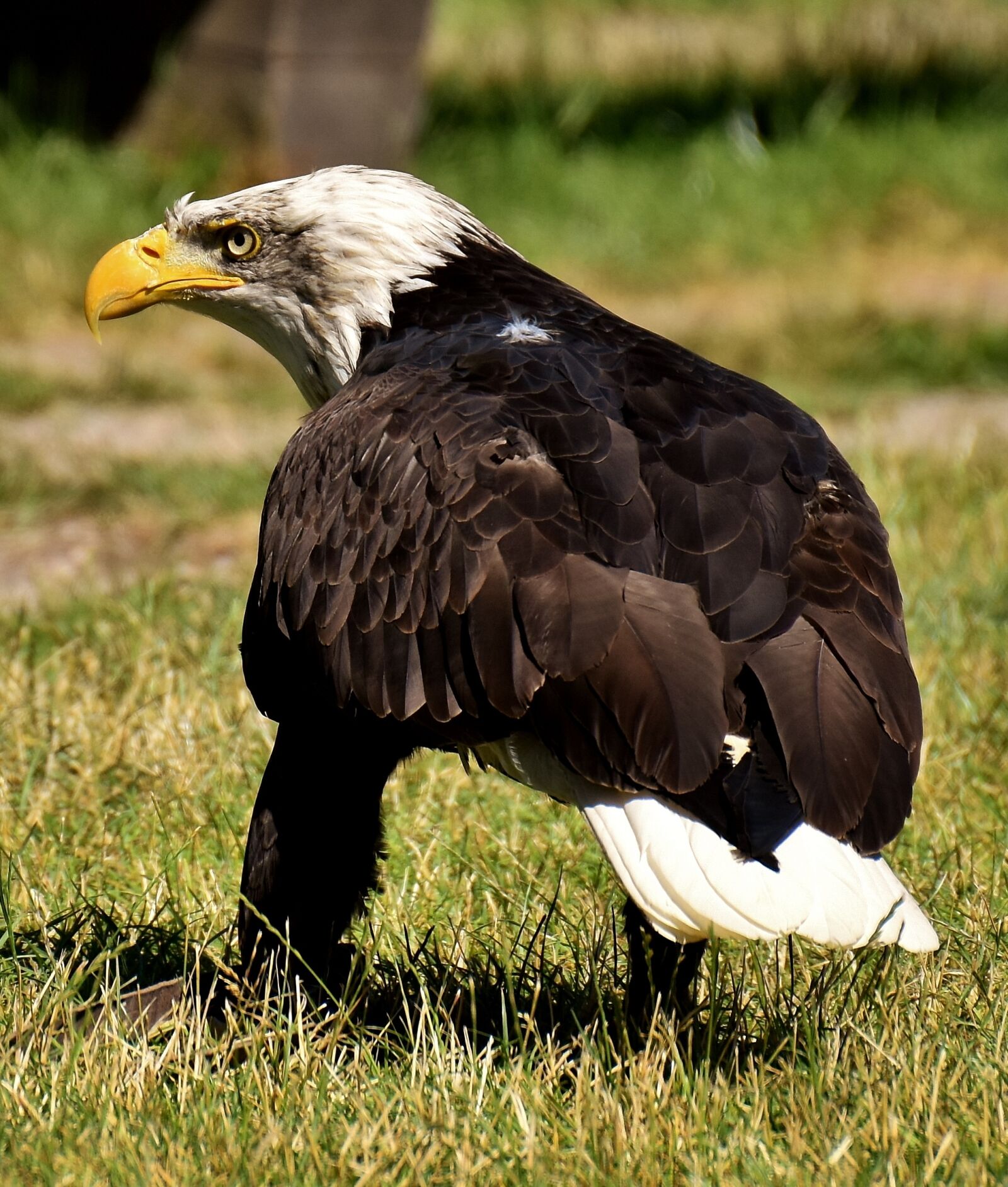 Nikon D7200 sample photo. Adler, bald eagles, bird photography