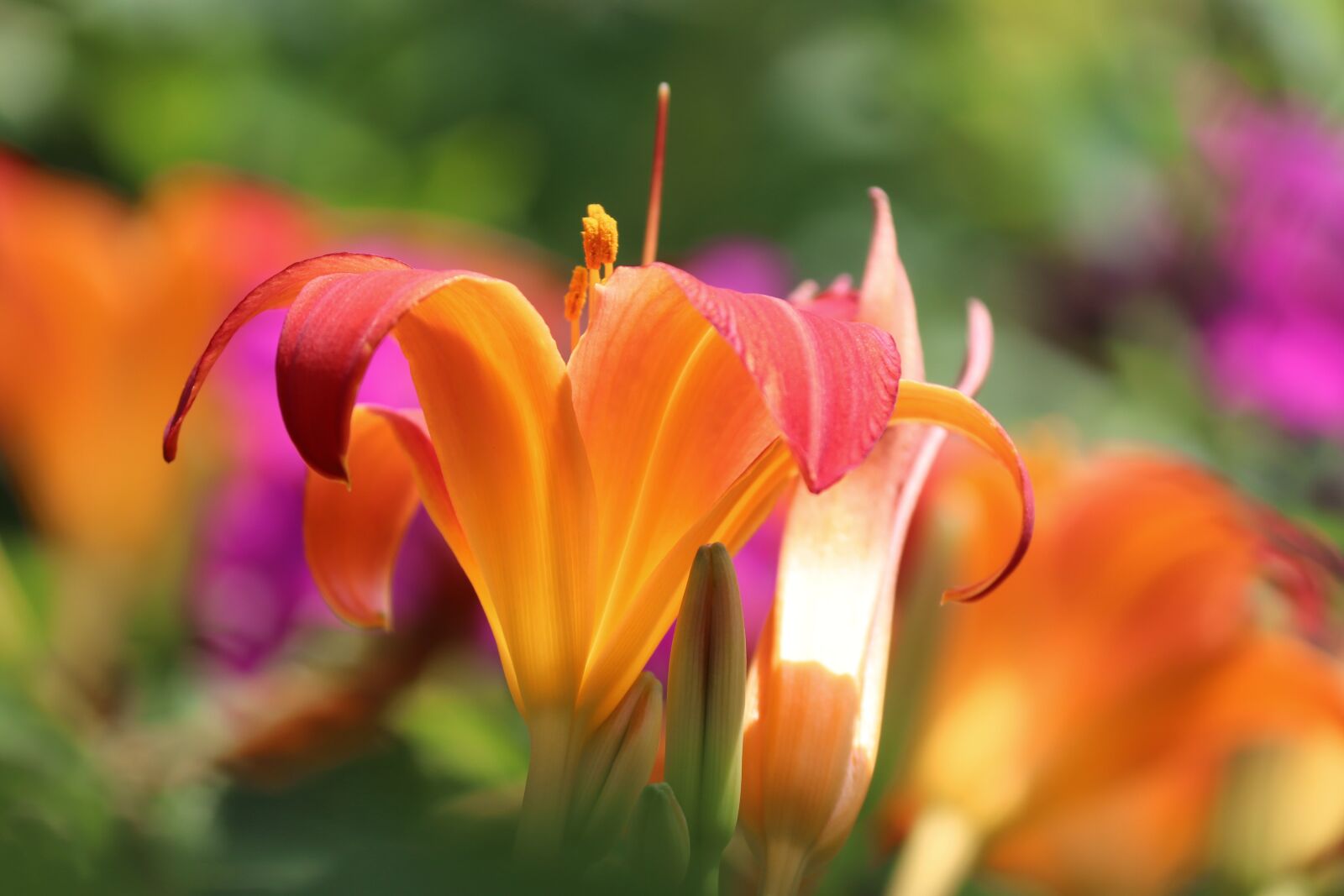 Canon EOS 200D (EOS Rebel SL2 / EOS Kiss X9) sample photo. Lily, orange, pink photography
