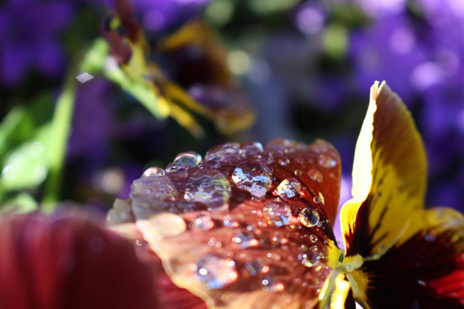 Canon EOS 450D (EOS Rebel XSi / EOS Kiss X2) sample photo. Flower, nature, garden photography