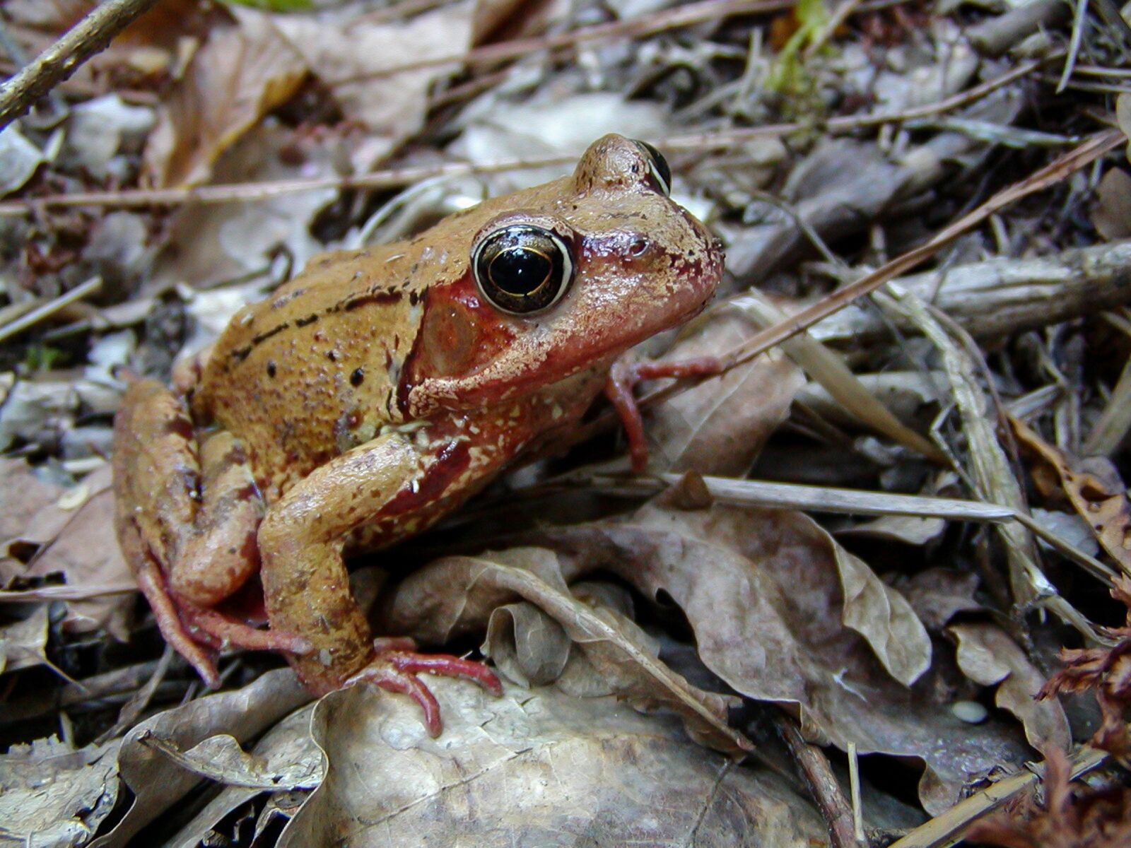 Olympus C700UZ sample photo. Frog, amphibian, animals photography