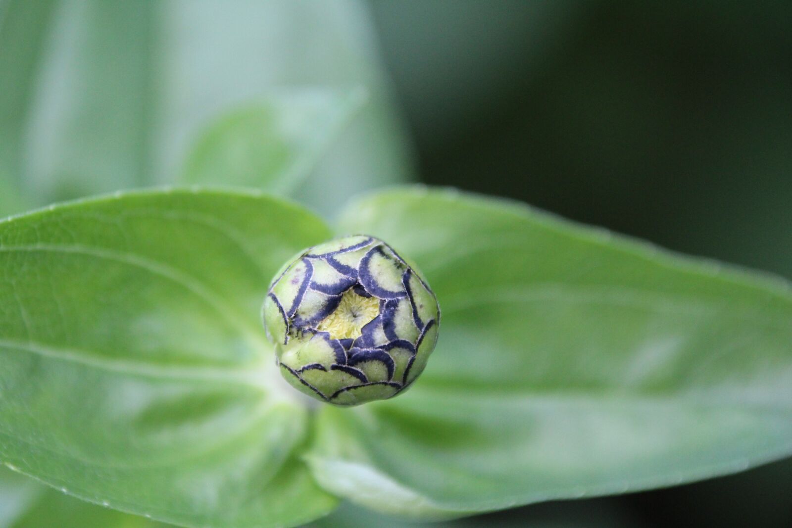 Canon EOS 1200D (EOS Rebel T5 / EOS Kiss X70 / EOS Hi) sample photo. Plant, bud, flower bud photography