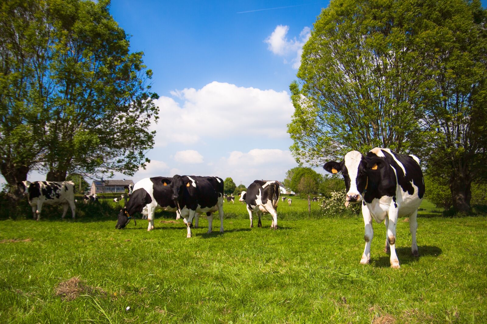 Canon EOS 50D sample photo. Cow, landscape, nature photography